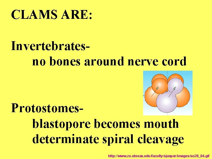 CLAMS ARE: Invertebrates- no bones around nerve cord Protostomes- blastopore becomes mouth determinate spiral