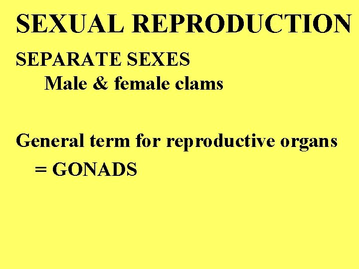 SEXUAL REPRODUCTION SEPARATE SEXES Male & female clams General term for reproductive organs =