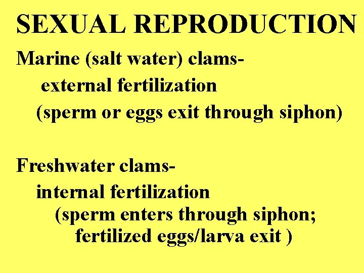 SEXUAL REPRODUCTION Marine (salt water) clams external fertilization (sperm or eggs exit through siphon)