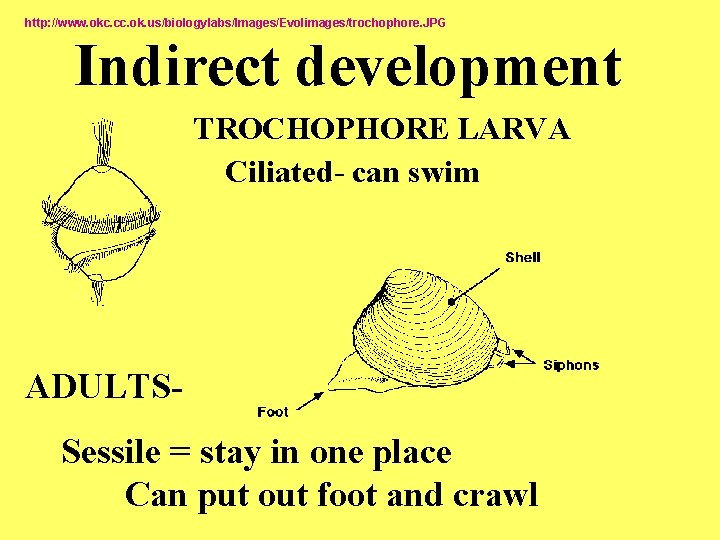 http: //www. okc. cc. ok. us/biologylabs/Images/Evolimages/trochophore. JPG Indirect development TROCHOPHORE LARVA Ciliated- can swim