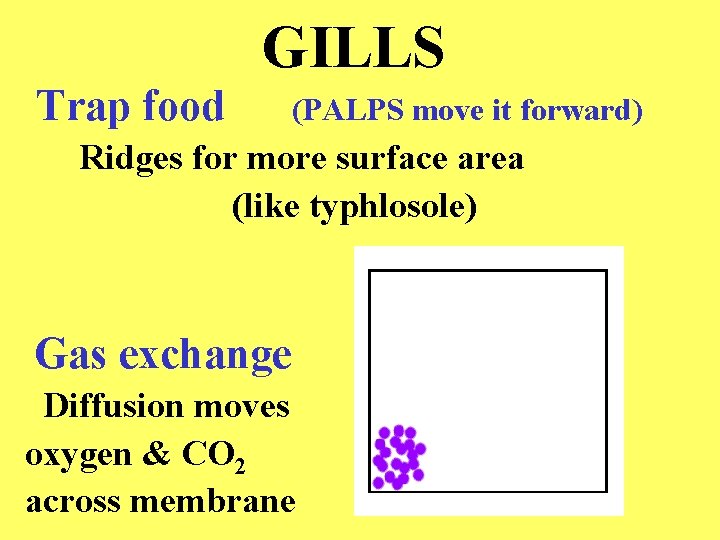 GILLS Trap food (PALPS move it forward) Ridges for more surface area (like typhlosole)