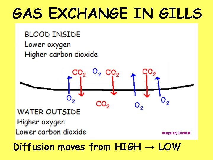 GAS EXCHANGE IN GILLS Image by Riedell Diffusion moves from HIGH → LOW 