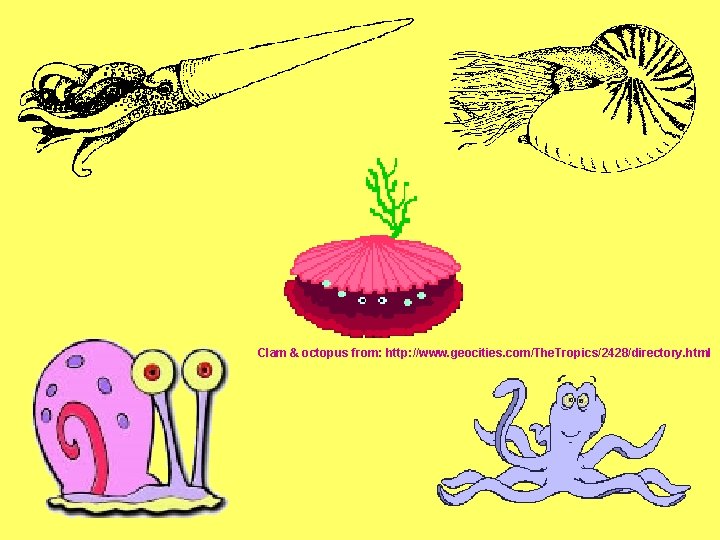 Clam & octopus from: http: //www. geocities. com/The. Tropics/2428/directory. html 