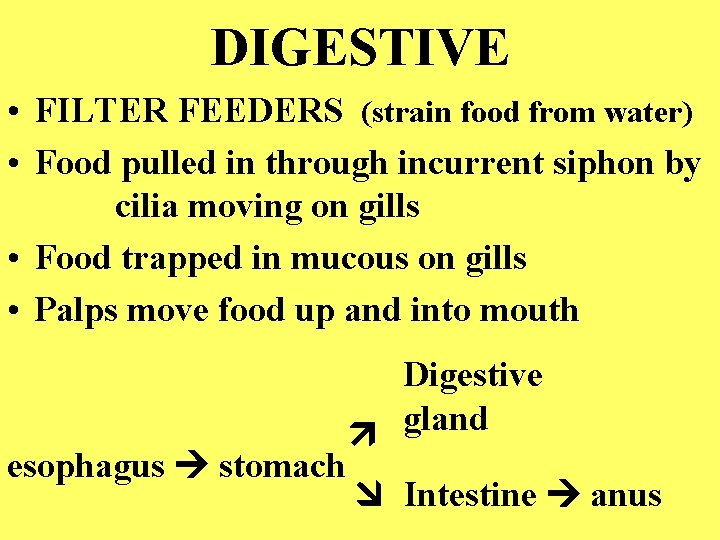 DIGESTIVE • FILTER FEEDERS (strain food from water) • Food pulled in through incurrent