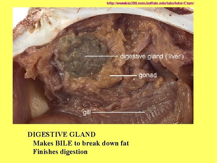 http: //wwwbio 200. nsm. buffalo. edu/labs/tutor/Clam/ DIGESTIVE GLAND Makes BILE to break down fat