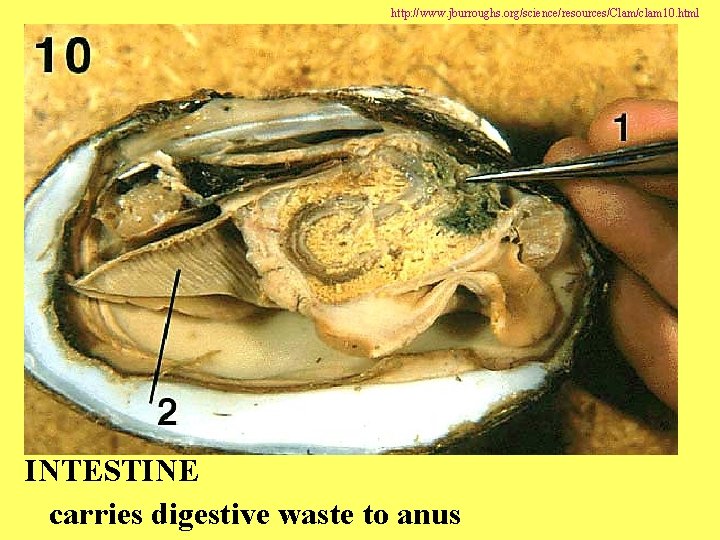 http: //www. jburroughs. org/science/resources/Clam/clam 10. html INTESTINE carries digestive waste to anus 