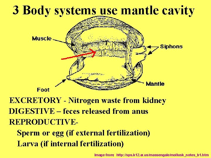 3 Body systems use mantle cavity EXCRETORY - Nitrogen waste from kidney DIGESTIVE –