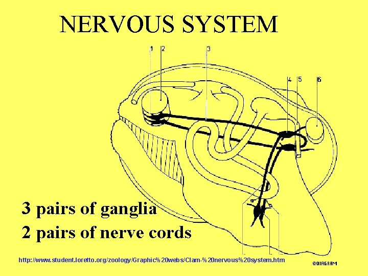 NERVOUS SYSTEM 3 pairs of ganglia 2 pairs of nerve cords http: //www. student.