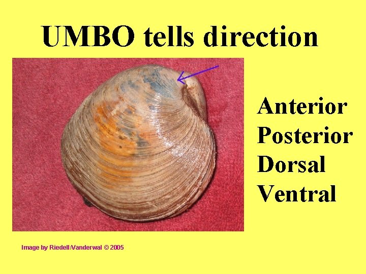 UMBO tells direction Anterior Posterior Dorsal Ventral Image by Riedell/Vanderwal © 2005 