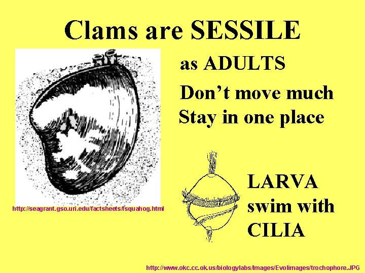 Clams are SESSILE as ADULTS Don’t move much Stay in one place http: //seagrant.