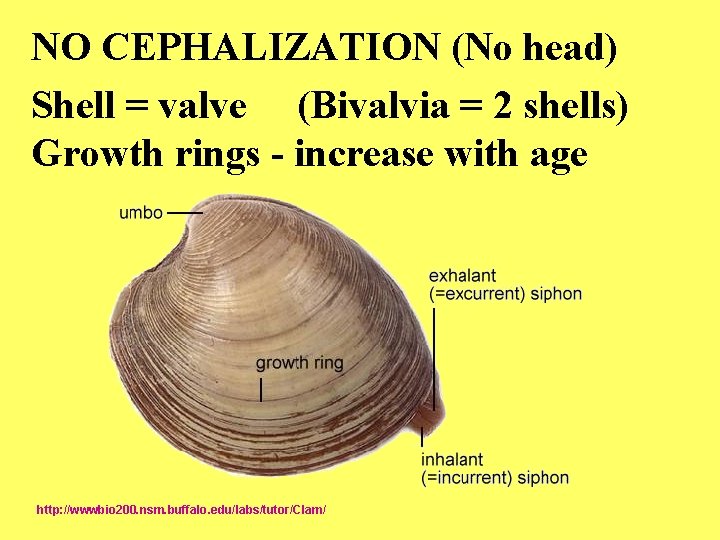 NO CEPHALIZATION (No head) Shell = valve (Bivalvia = 2 shells) Growth rings -