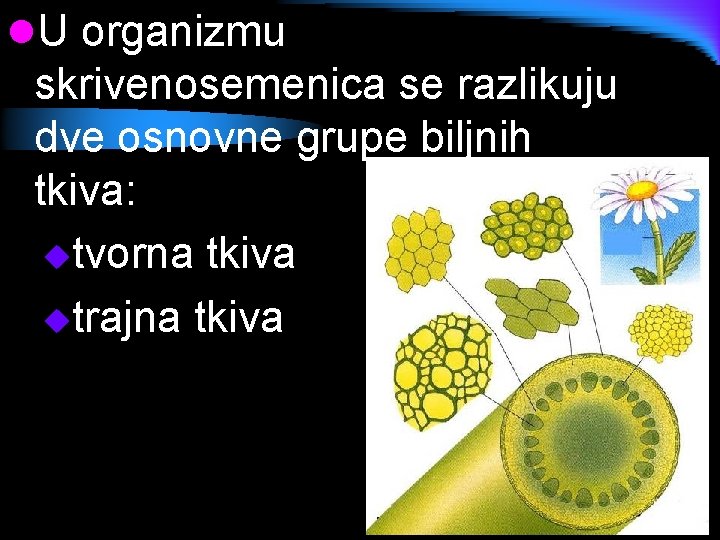 l. U organizmu skrivenosemenica se razlikuju dve osnovne grupe biljnih tkiva: utvorna tkiva utrajna