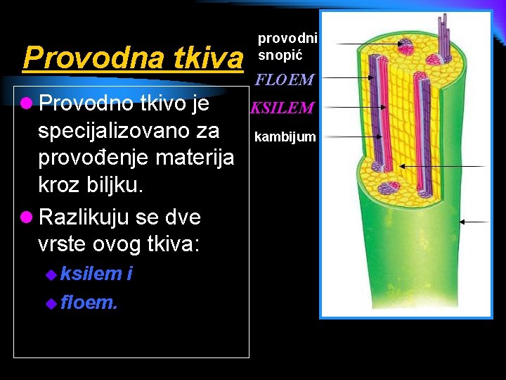 Provodna tkiva l Provodno tkivo je specijalizovano za provođenje materija kroz biljku. l Razlikuju