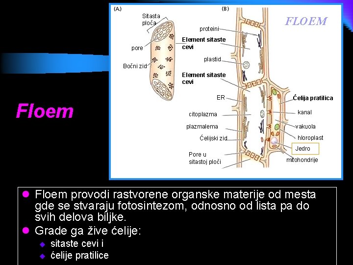 Sitasta ploča pore proteini FLOEM Element sitaste cevi plastid Bočni zid Element sitaste cevi