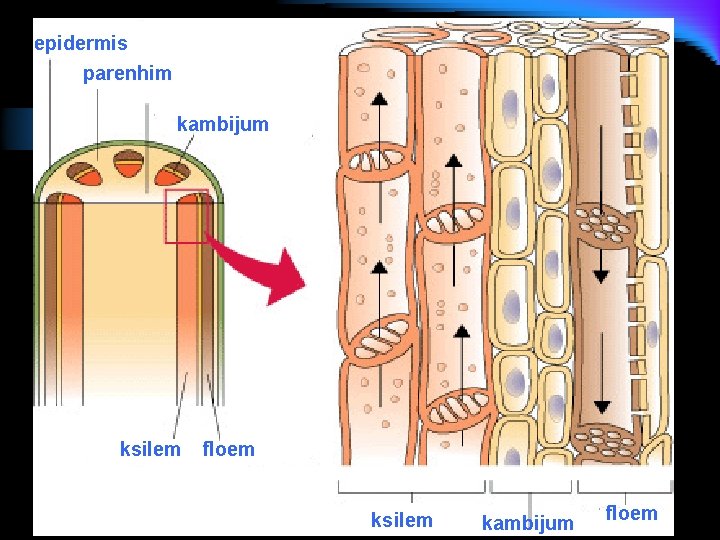 epidermis parenhim kambijum ksilem floem ksilem kambijum floem 