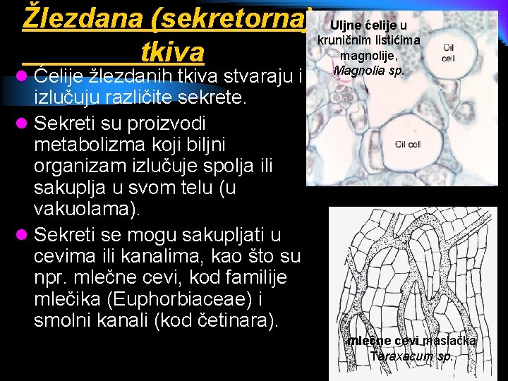 Žlezdana (sekretorna) Uljne ćelije u kruničnim listićima magnolije, tkiva Magnolia sp. l Ćelije žlezdanih