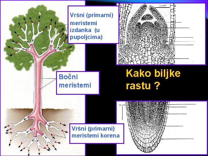 Vršni (primarni) meristemi izdanka (u pupoljcima) Bočni meristemi Vršni (primarni) meristemi korena Kako biljke