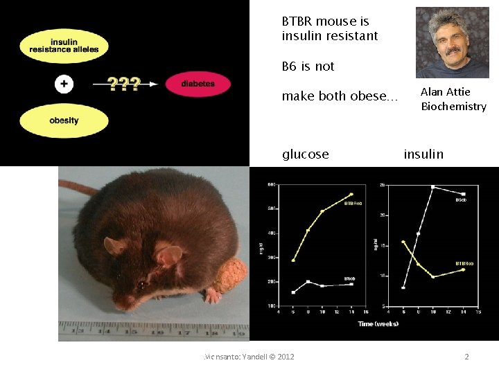 BTBR mouse is insulin resistant B 6 is not make both obese… glucose (courtesy