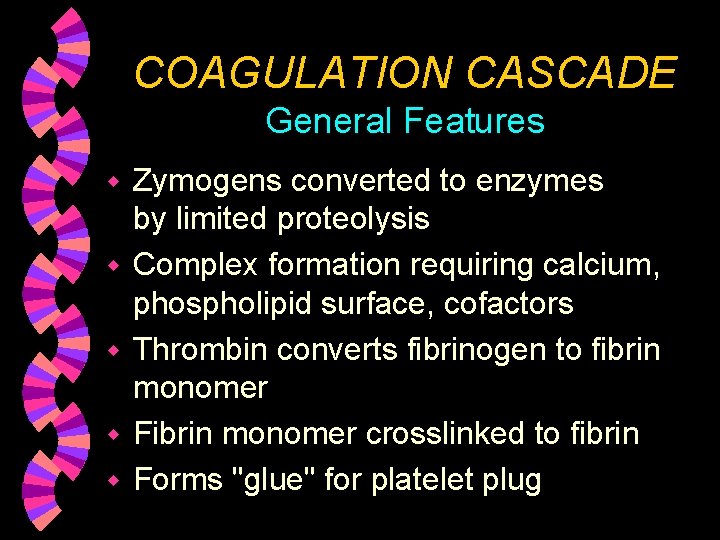 COAGULATION CASCADE General Features w w w Zymogens converted to enzymes by limited proteolysis