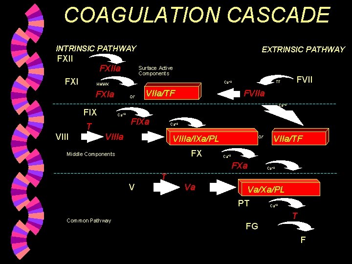 COAGULATION CASCADE INTRINSIC PATHWAY FXIIa FXI Surface Active Components TF Ca+2 HMWK FXIa or