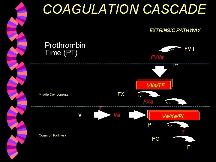 COAGULATION CASCADE EXTRINSIC PATHWAY Prothrombin Time (PT) TF FVIIa Ca+2 VIIa/TF FX Middle Components