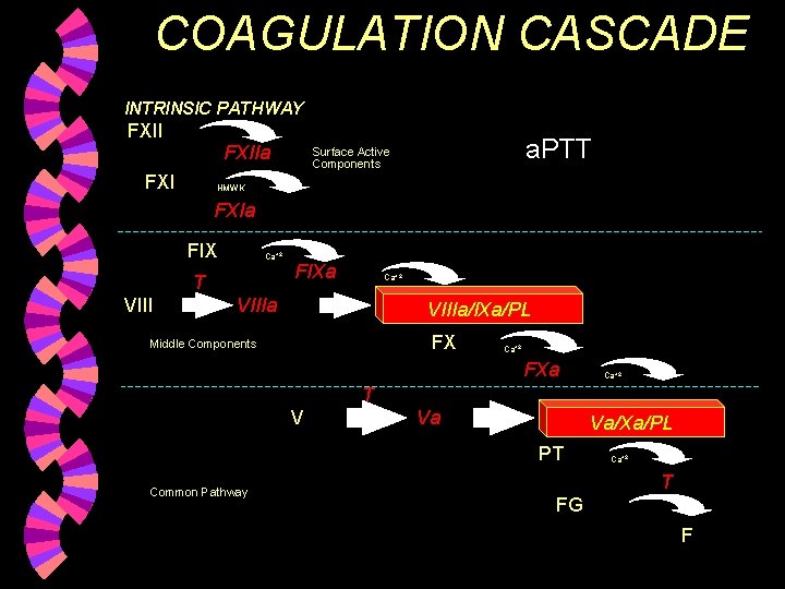 COAGULATION CASCADE INTRINSIC PATHWAY FXIIa FXI a. PTT Surface Active Components HMWK FXIa FIX
