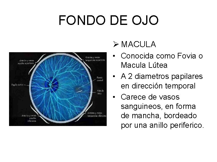 FONDO DE OJO Ø MACULA • Conocida como Fovia o Macula Lútea • A