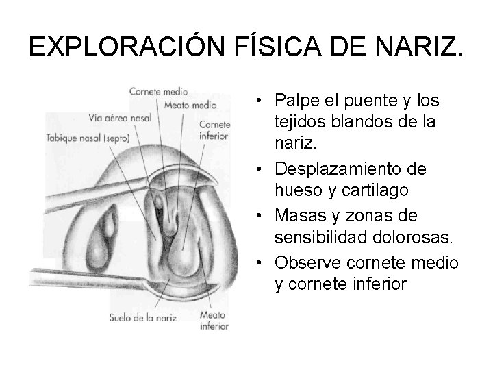 EXPLORACIÓN FÍSICA DE NARIZ. • Palpe el puente y los tejidos blandos de la