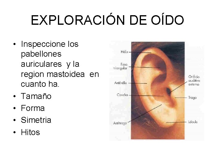 EXPLORACIÓN DE OÍDO • Inspeccione los pabellones auriculares y la region mastoidea en cuanto