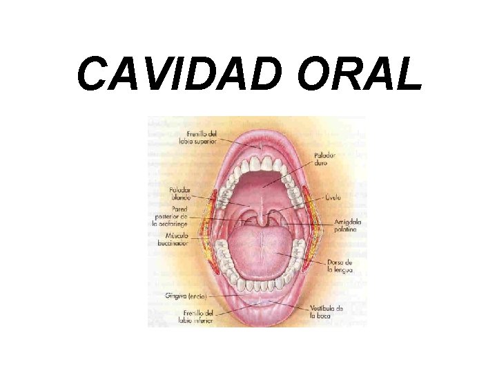 CAVIDAD ORAL 