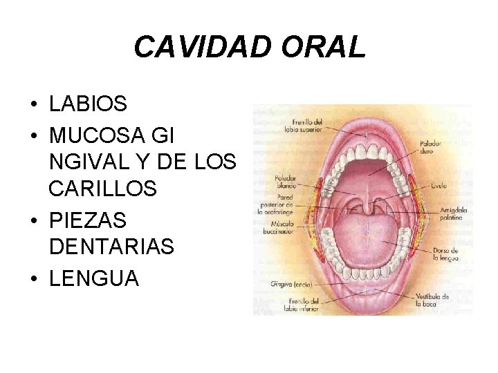 CAVIDAD ORAL • LABIOS • MUCOSA GI NGIVAL Y DE LOS CARILLOS • PIEZAS