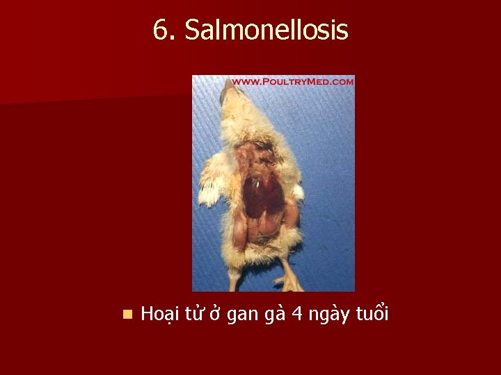 6. Salmonellosis n Hoại tử ở gan gà 4 ngày tuổi 