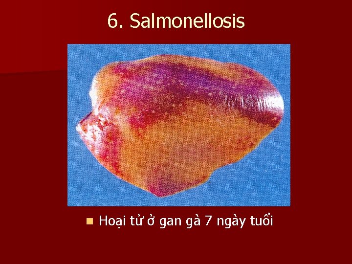 6. Salmonellosis n Hoại tử ở gan gà 7 ngày tuổi 