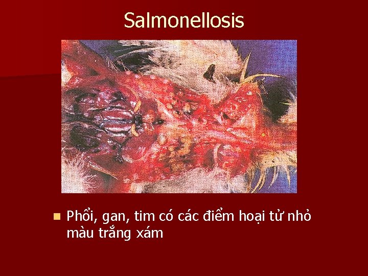 Salmonellosis n Phổi, gan, tim có các điểm hoại tử nhỏ màu trắng xám