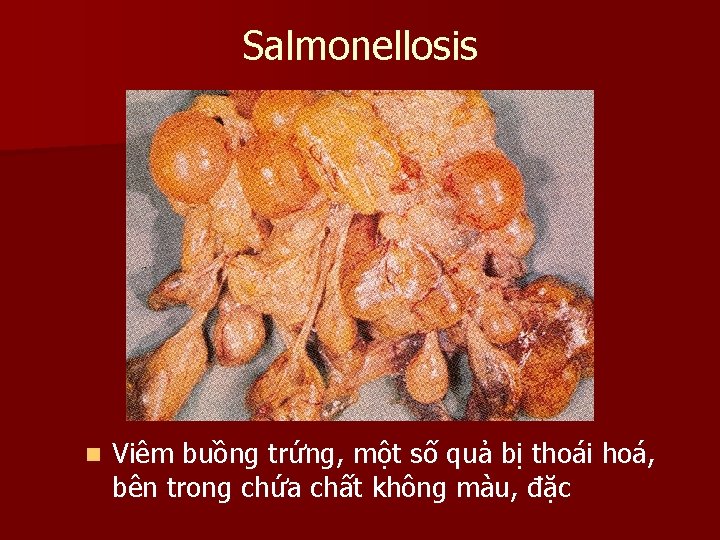 Salmonellosis n Viêm buồng trứng, một số quả bị thoái hoá, bên trong chứa