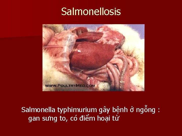 Salmonellosis Salmonella typhimurium gây bệnh ở ngỗng : gan sưng to, có điểm hoại