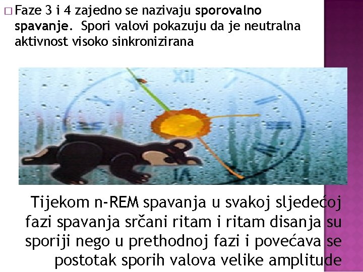 � Faze 3 i 4 zajedno se nazivaju sporovalno spavanje. Spori valovi pokazuju da