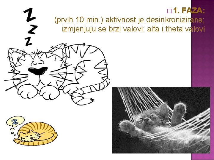 � 1. FAZA: (prvih 10 min. ) aktivnost je desinkronizirana; izmjenjuju se brzi valovi: