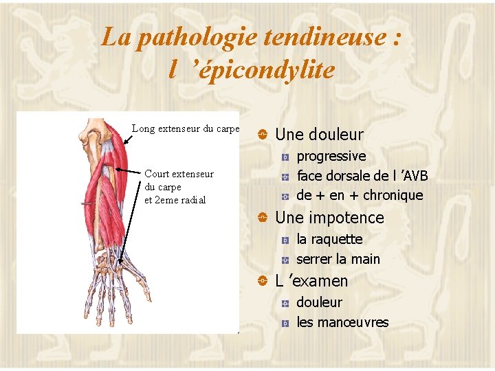 La pathologie tendineuse : l ’épicondylite Long extenseur du carpe Court extenseur du carpe