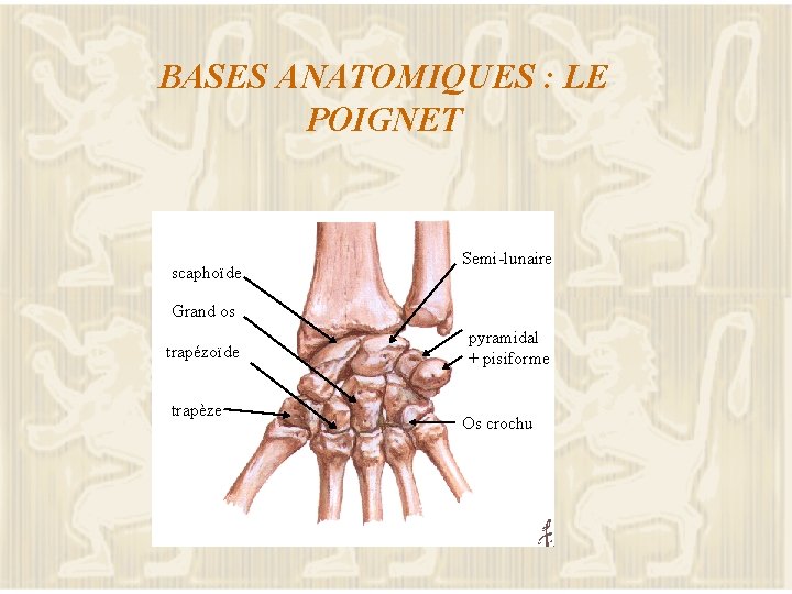 BASES ANATOMIQUES : LE POIGNET scaphoïde Semi-lunaire Grand os trapézoïde trapèze pyramidal + pisiforme