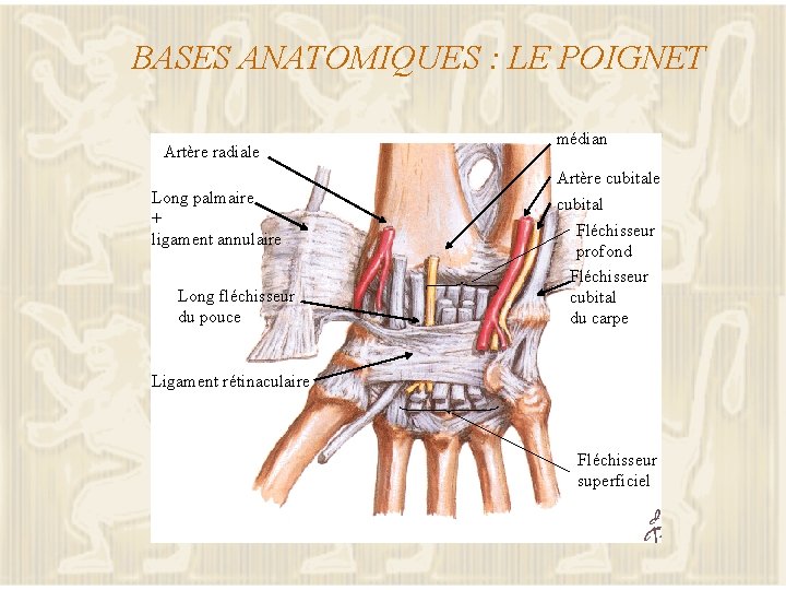 BASES ANATOMIQUES : LE POIGNET Artère radiale Long palmaire + ligament annulaire Long fléchisseur