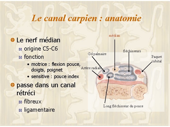 Le canal carpien : anatomie médian Le nerf médian origine C 5 -C 6