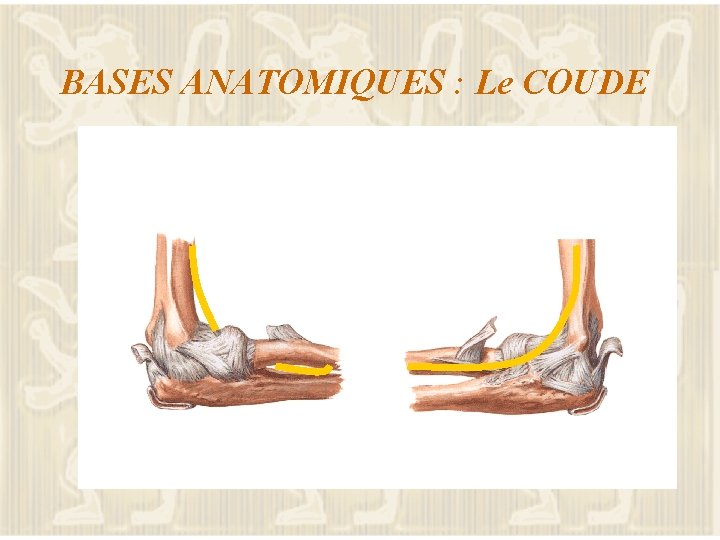 BASES ANATOMIQUES : Le COUDE 