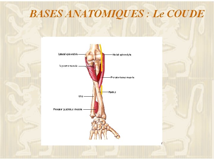 BASES ANATOMIQUES : Le COUDE 