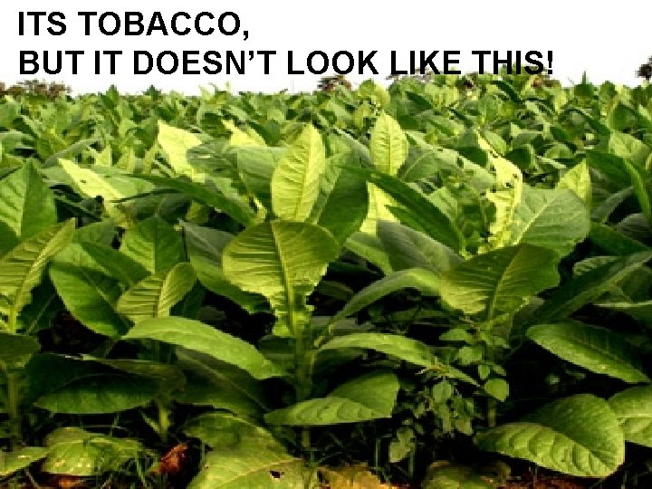 ITS TOBACCO, BUT IT DOESN’T LOOK LIKE THIS! 