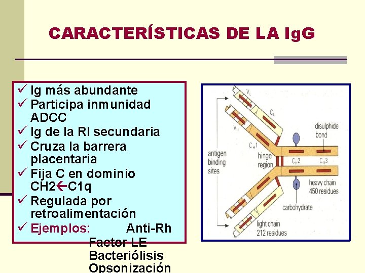 CARACTERÍSTICAS DE LA Ig. G ü Ig más abundante ü Participa inmunidad ADCC ü