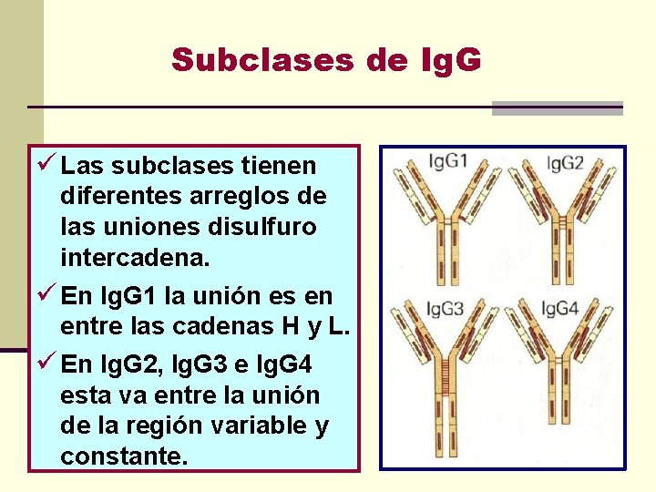 Subclases de Ig. G ü Las subclases tienen diferentes arreglos de las uniones disulfuro