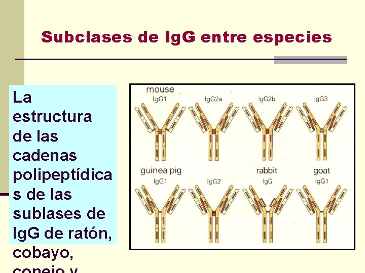 Subclases de Ig. G entre especies La estructura de las cadenas polipeptídica s de