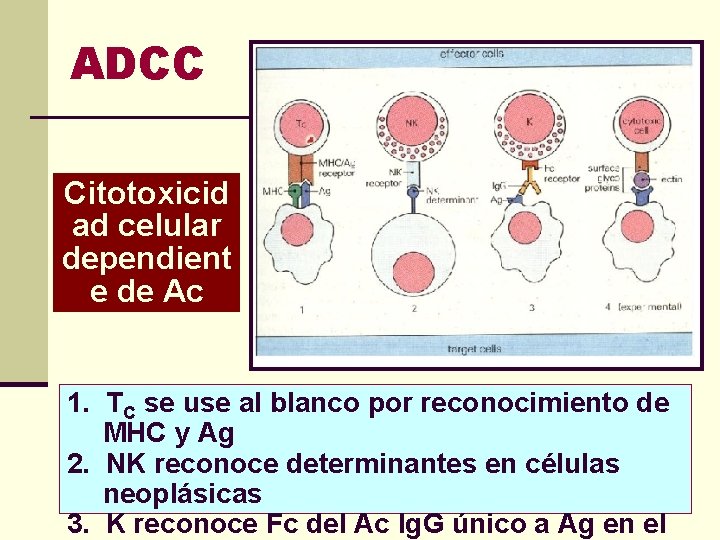 ADCC Citotoxicid ad celular dependient e de Ac 1. TC se use al blanco