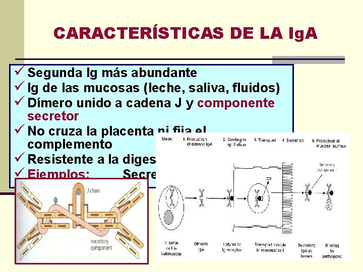 CARACTERÍSTICAS DE LA Ig. A ü Segunda Ig más abundante ü Ig de las